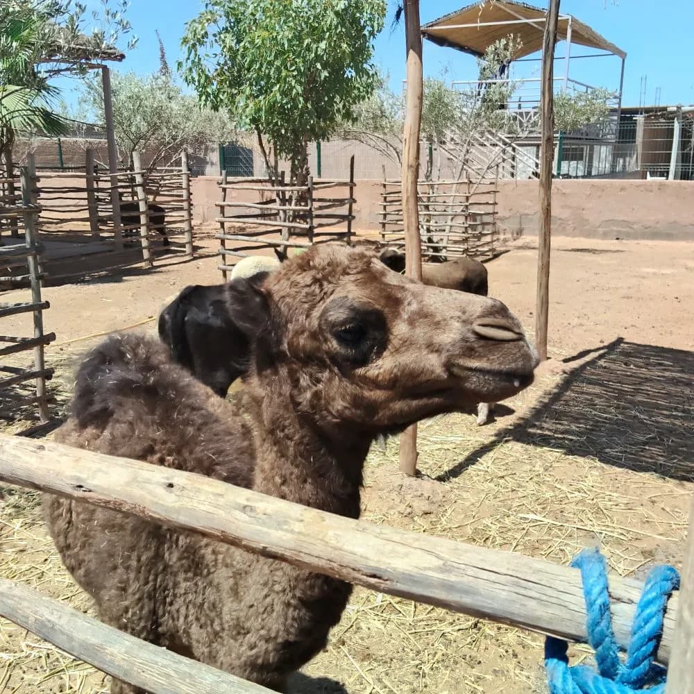 Bebe dromadaire 1 mois la secret family farm marrakech